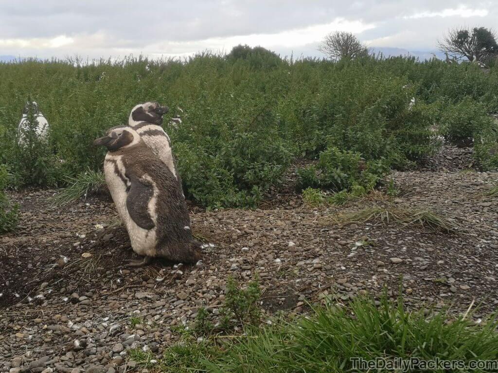Promenade avec les pingouins