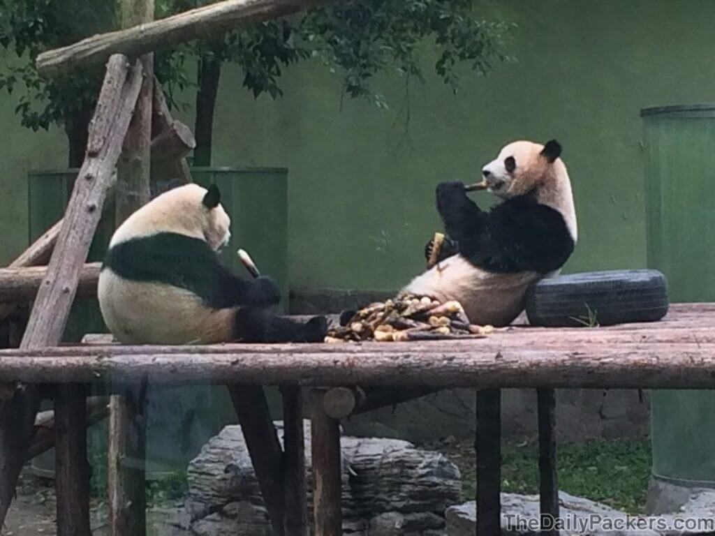 Pandas géants du zoo de Shanghai