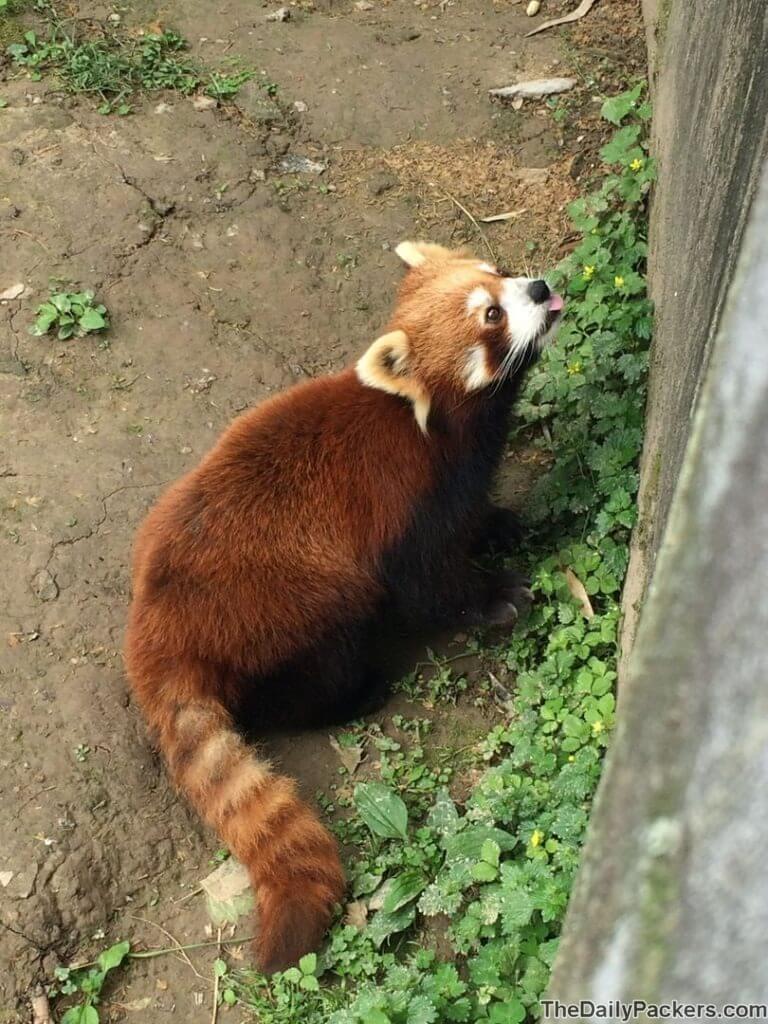 Panda rouge du zoo de Shanghai