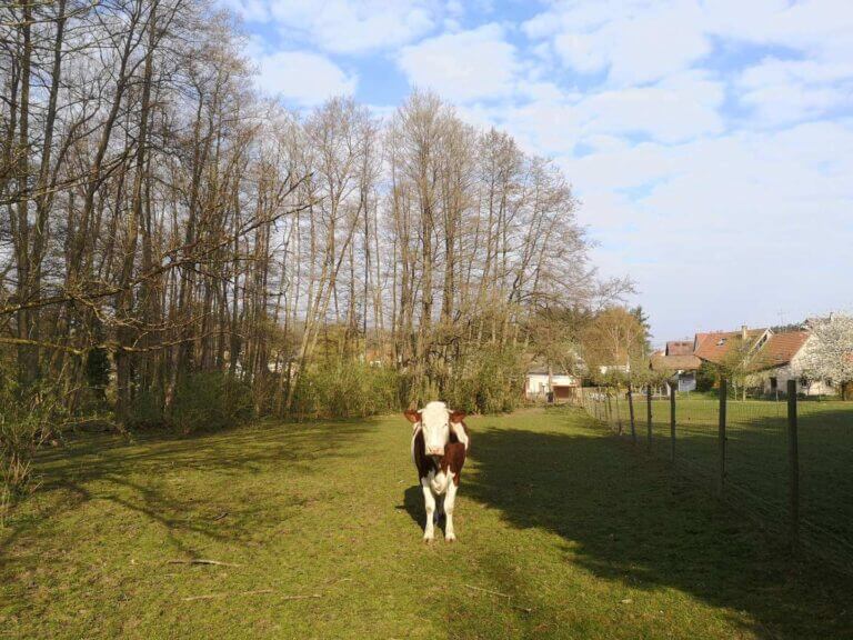 be a travel blogger while at home