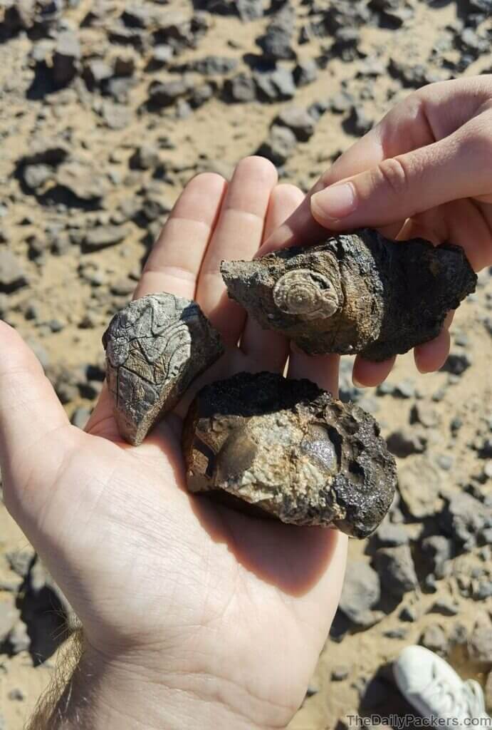 Tour du désert en 4x4 - Fossiles