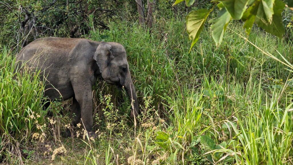 Eléphant du Sri Lanka