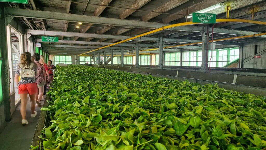 Labookellie Tea factory