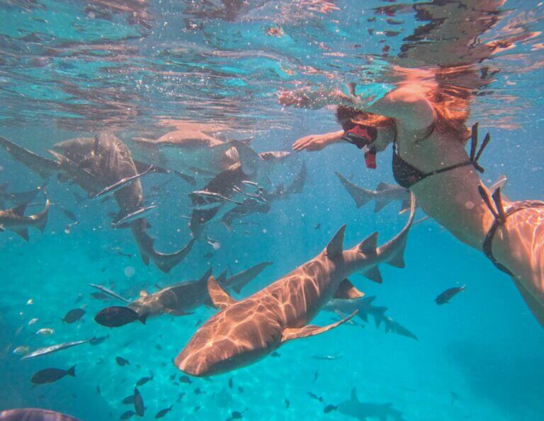 Nurse Sharks