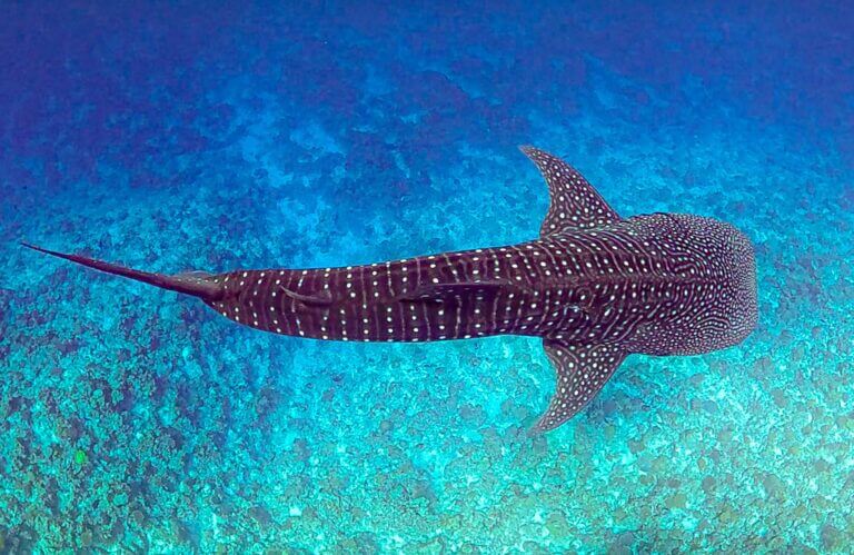 Whale Sharks
