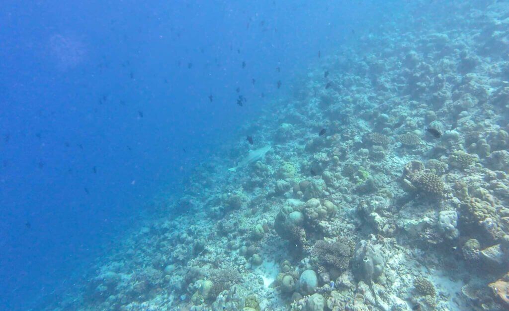 Black Tip Shark Maldives