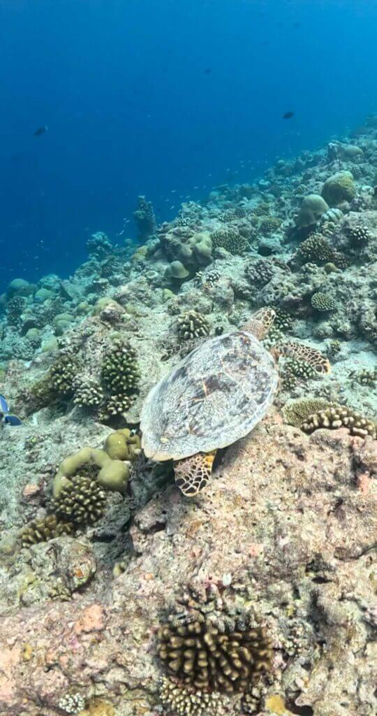 Turtle Maldives