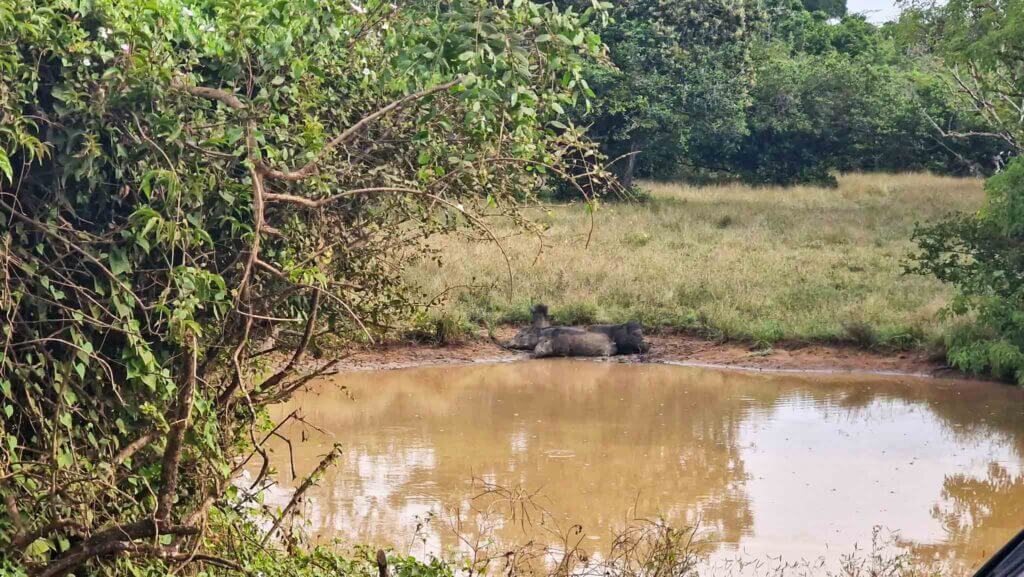 Yala National Park Wild boar