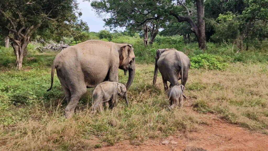 Yala National Park Ultimate Guide