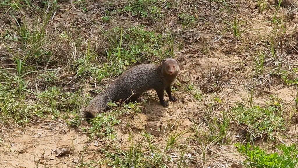 Yala National Park Mongoose