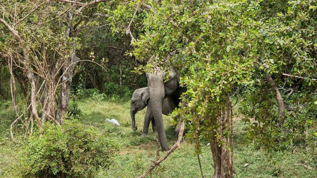 Yala National Park Safari