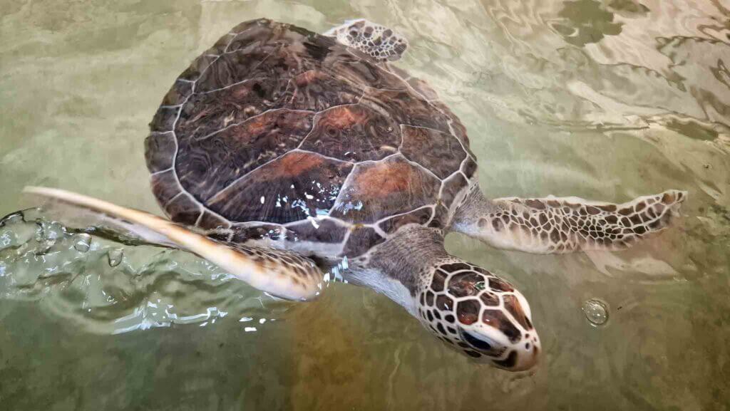 Écloserie de tortues Mirissa