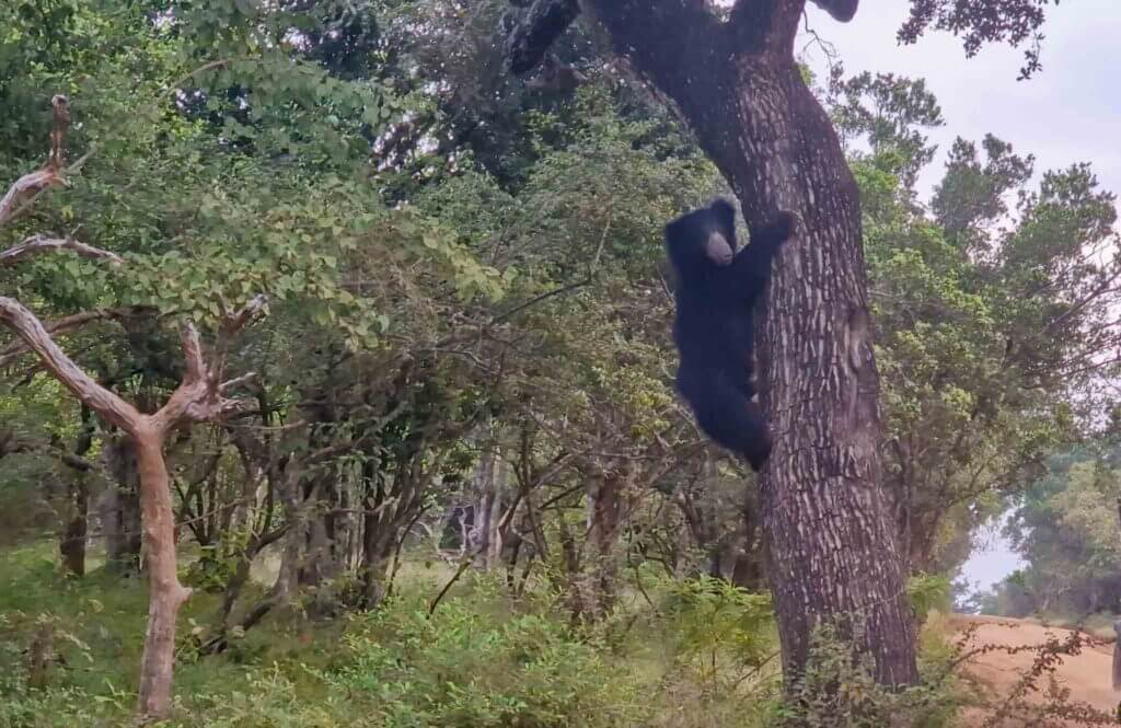 Yala National Park Sloth bear