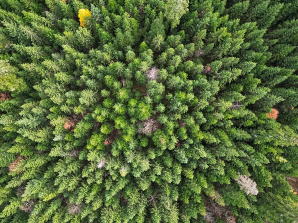 Meilleure période pour visiter la Forêt-Noire