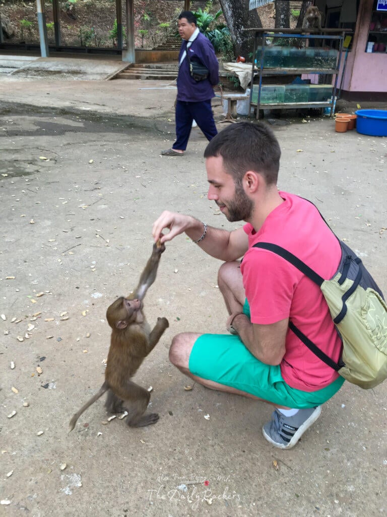 Homme nourrissant un bébé singe à la main dans le complexe du temple de Fish Cave près de Chiang Rai, Thaïlande.