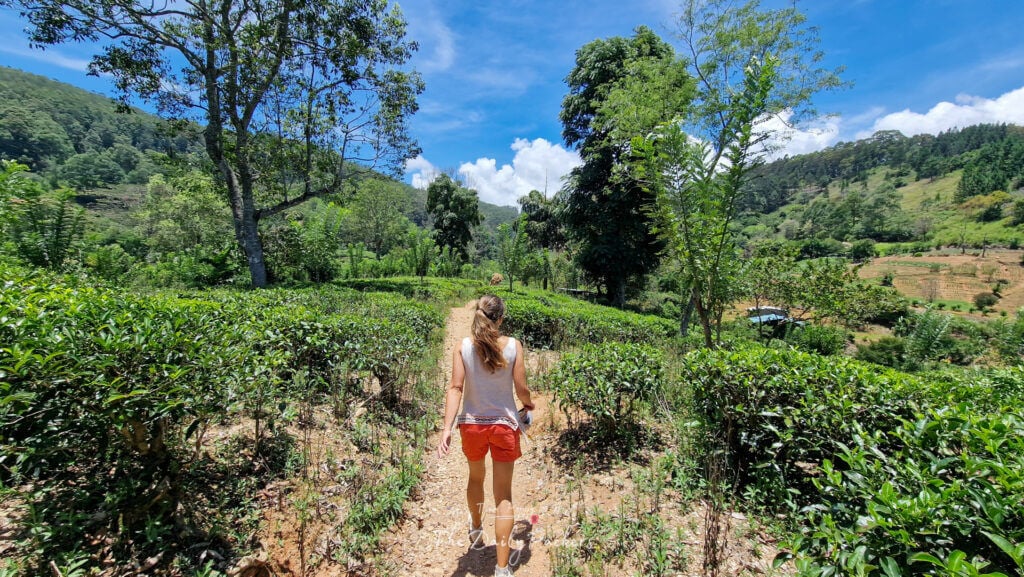 Femme marchant dans une plantation de thé sur le chemin d'Ella Rock sous le soleil de midi.