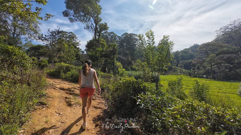 Randonneur traversant un sentier ensoleillé avec des rizières et des arbres denses sur le chemin d'Ella Rock