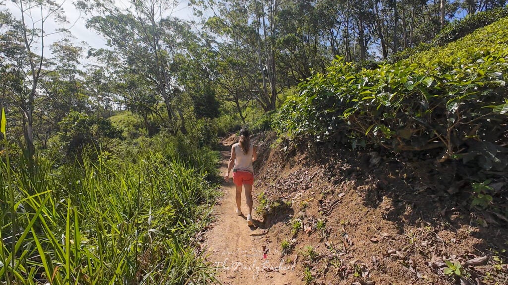Femme marchant le long d'une plantation de thé sur le chemin d'Ella Rock dans la lumière du matin