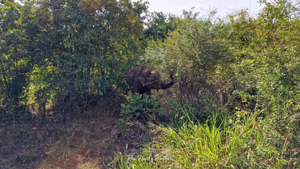 Elephant partially hidden behind bushes, blending into the natural landscape.