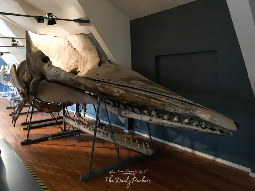 Close-up view of a preserved whale skull at Tønsberg Whale Museum.