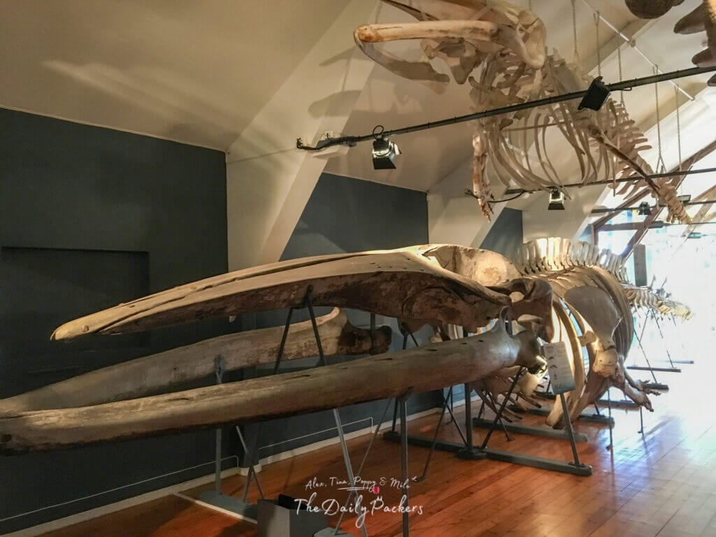Whale skeleton exhibit at the Whale Museum in Tønsberg, Norway.