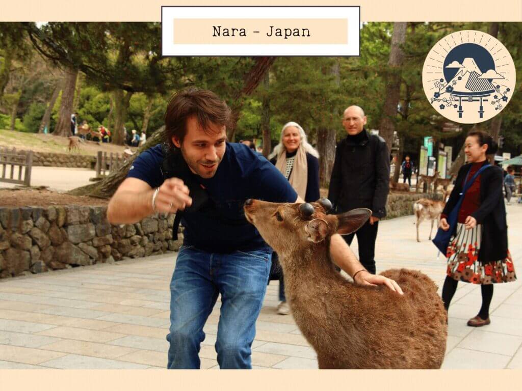 Un homme se penche en avant pour nourrir un cerf amical dans le parc de Nara, au Japon, sous le regard d'autres visiteurs.