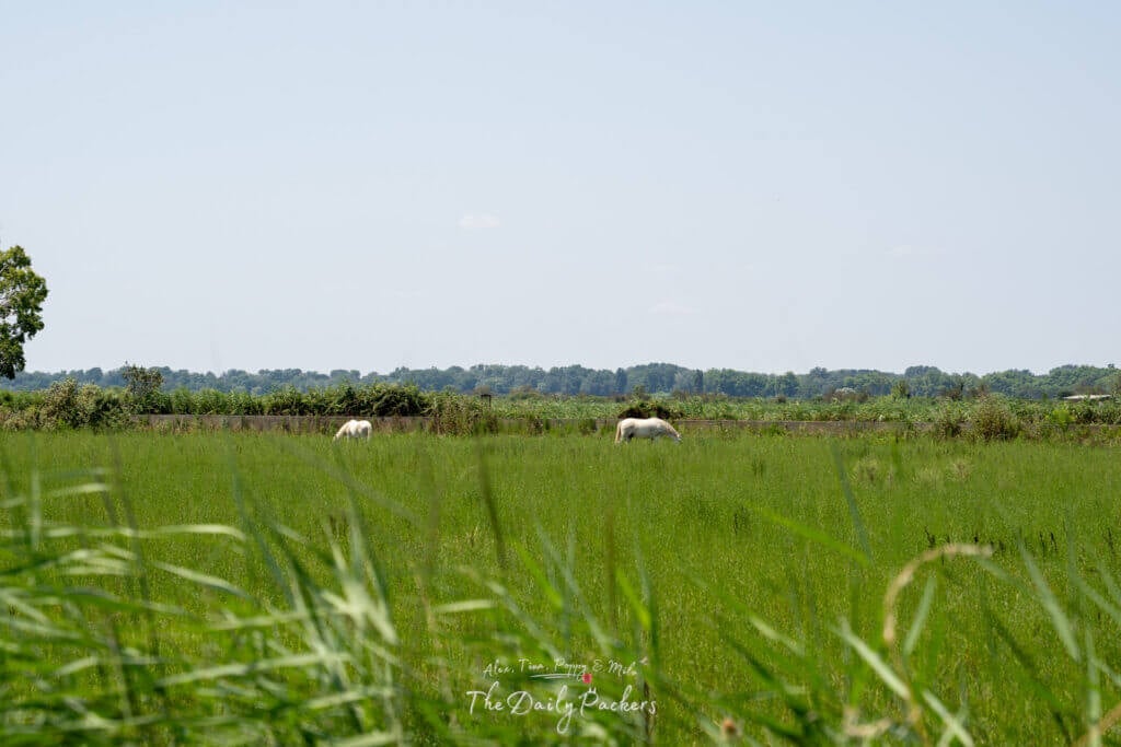 Deux emblématiques chevaux blancs de Camargue broutant dans les champs verdoyants sous un ciel d'été lumineux.