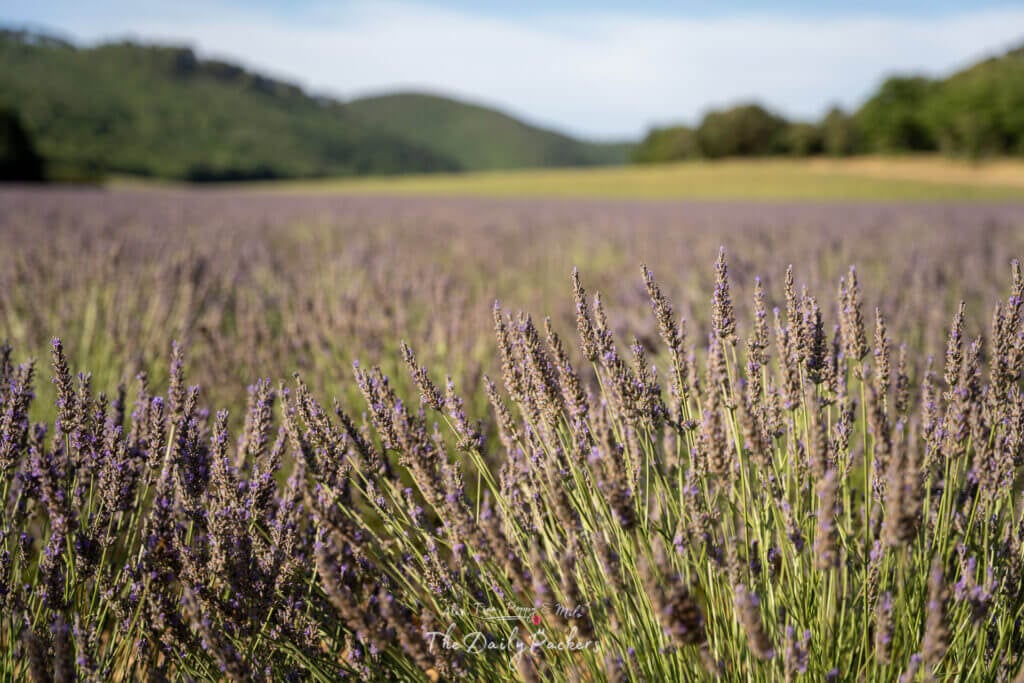 Gros plan sur des épis de lavande en fleur s'étirant vers des collines vertes et un ciel bleu.