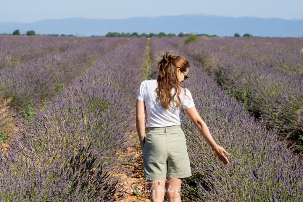 Femme se promenant dans d'interminables rangées de lavande violette, effleurant les fleurs de sa main à Valensole, en Provence.