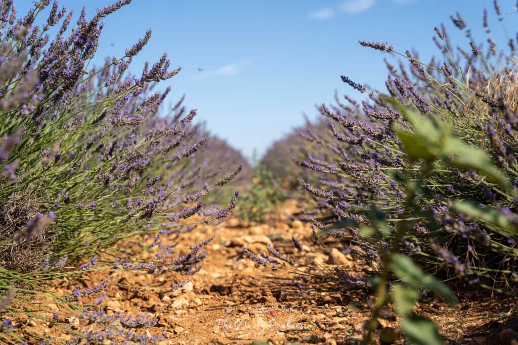 Gros plan entre des rangées de lavande en fleurs sur un sol sec et rocailleux sous un ciel bleu clair à Valensole, en Provence.