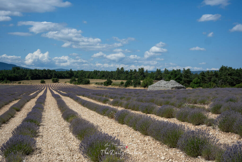 Les rangées de lavande s'étendent au loin à Ferrassières, en Provence.