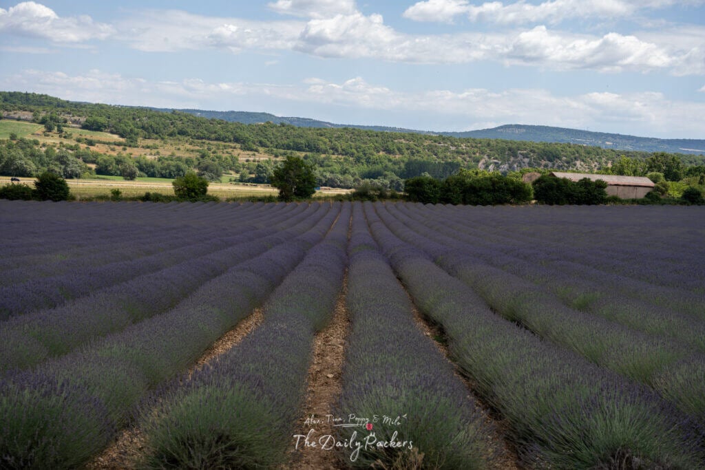 Champs de lavande en fleurs au pied du village perché de Simiane-la-Rotonde, en Provence.