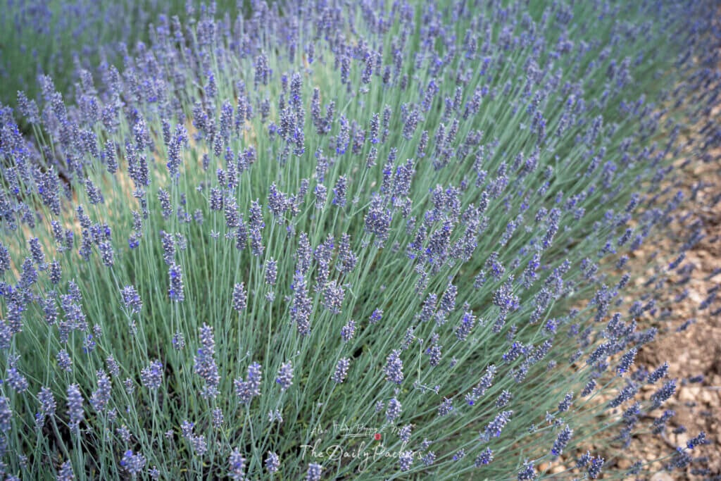 Gros plan de fleurs de lavande épanouies montrant des bourgeons violets et de hautes tiges vertes