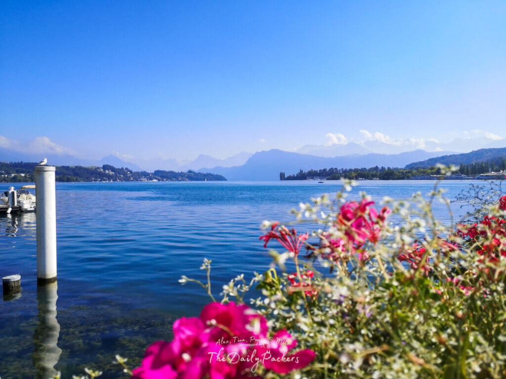 Lake Lucerne with mountain backdrop, bright blue water, and vibrant pink flowers in the foreground.