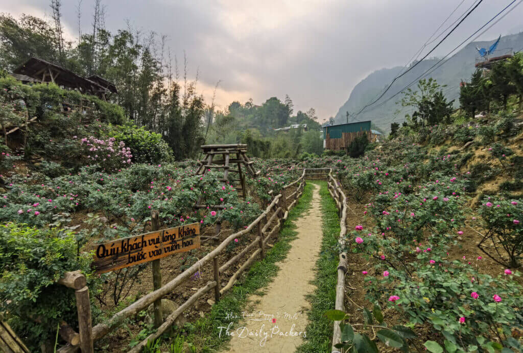 Pathway surrounded by vibrant pink rose bushes in a garden area of Cat Cat Village, with mountains in the distance.