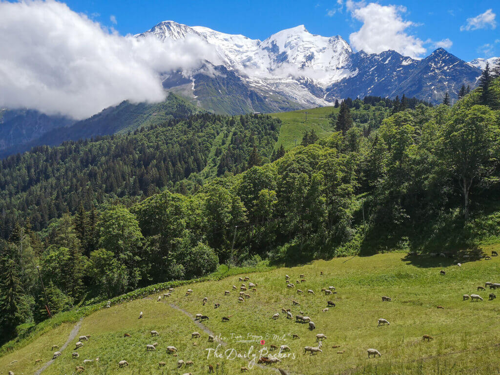 Scenic view of a green valley filled with grazing sheep and snow-capped Mont Blanc in the background.