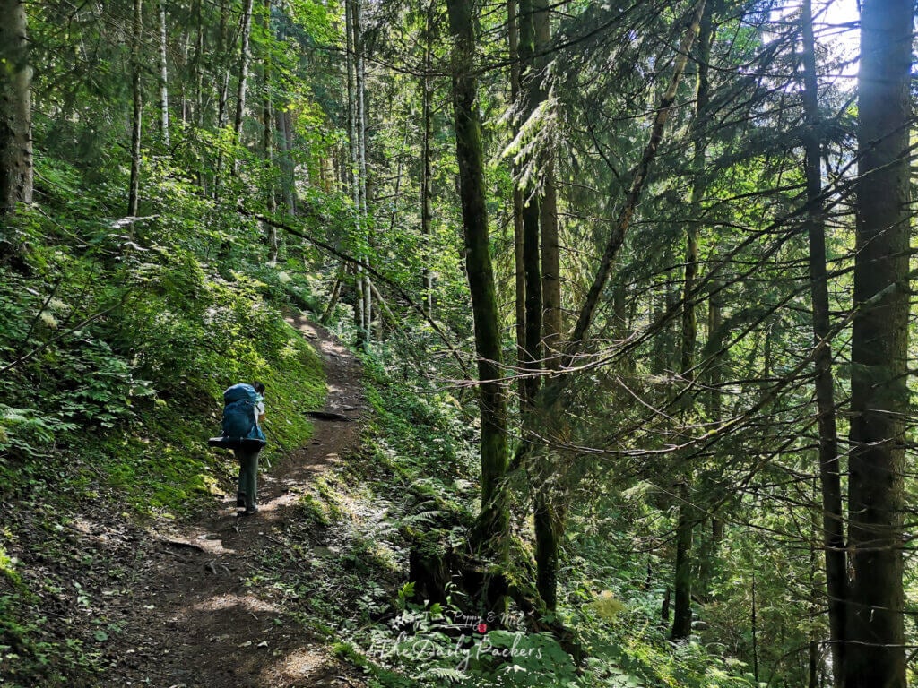 Hiker walking up a shaded forest trail surrounded by tall trees and mossy ground.