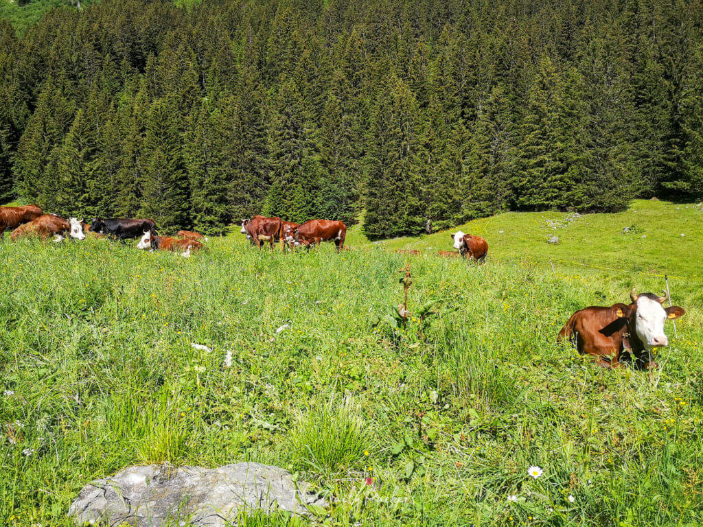 Vaches brunes et noires se reposant et paissant dans un pré alpin luxuriant avec des pins en arrière-plan.