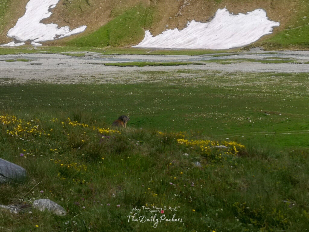 Marmotte debout dans un pré alpin herbeux avec des plaques de neige sur les collines.