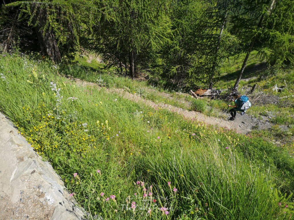Backpacker climbing down a narrow forest trail bordered by wildflowers and tall pine trees.