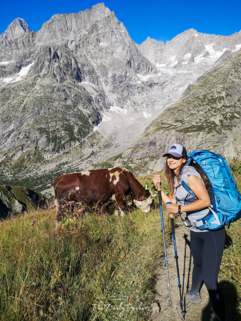 Hiker passing a grazing cow on the trail with towering alpine cliffs in the background.