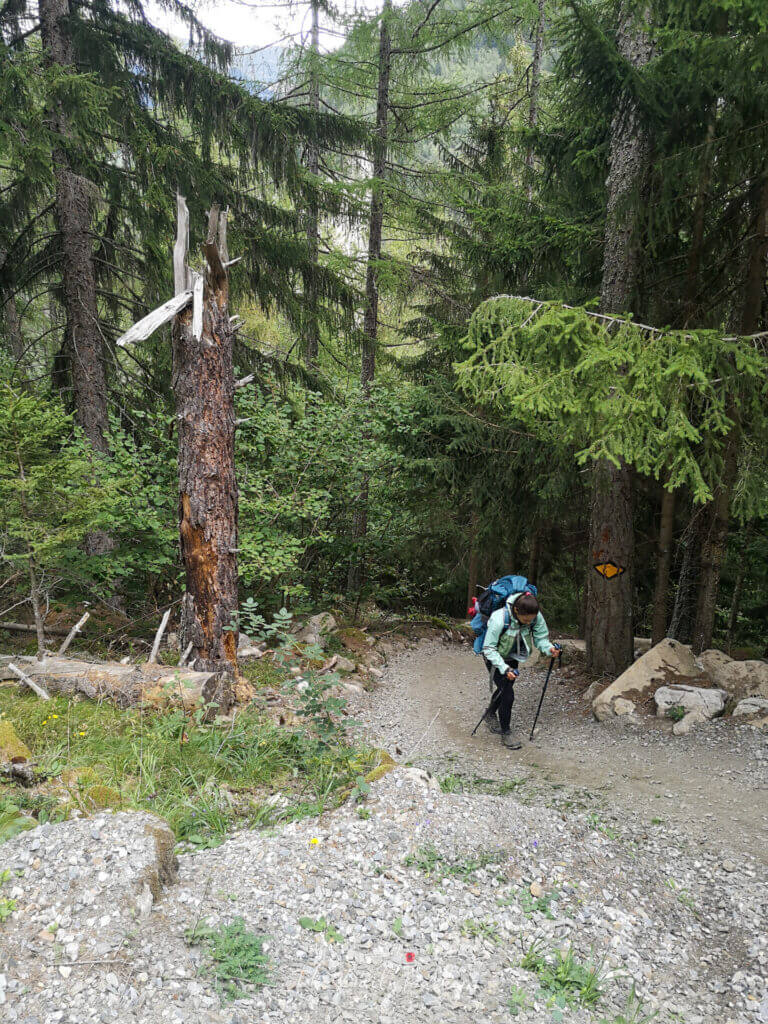 Randonneur gravissant un sentier forestier escarpé avec des bâtons de randonnée, entouré de grands pins.