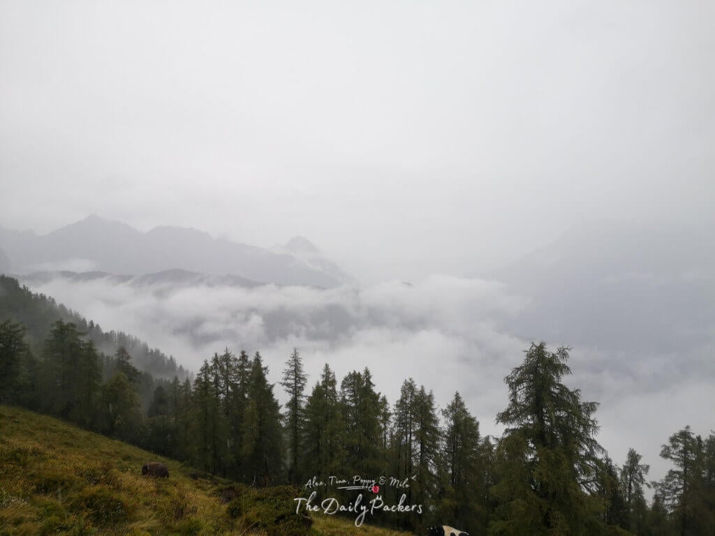 View of mist-covered mountains and a sea of clouds above pine trees on the TMB near Trient.