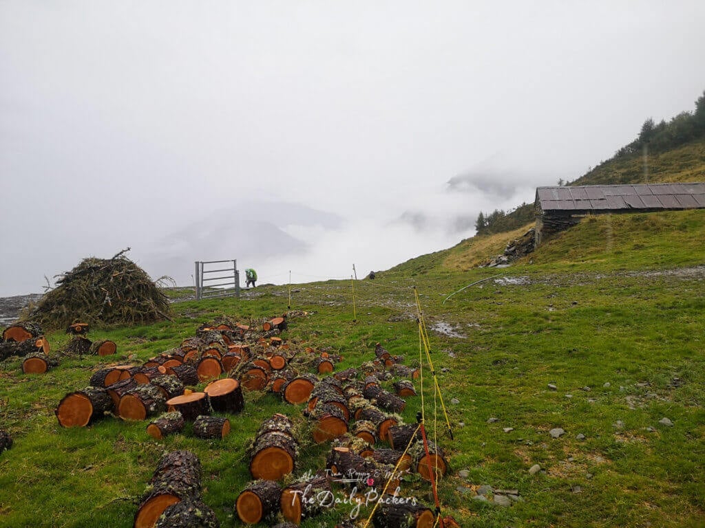 Hiker in a green rain cover walking past cut logs and misty views on a rainy uphill stretch of the TMB.