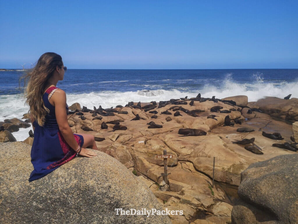 Sea lions sunbathing on coastal rocks as waves crash around them in Cabo Polonio.
