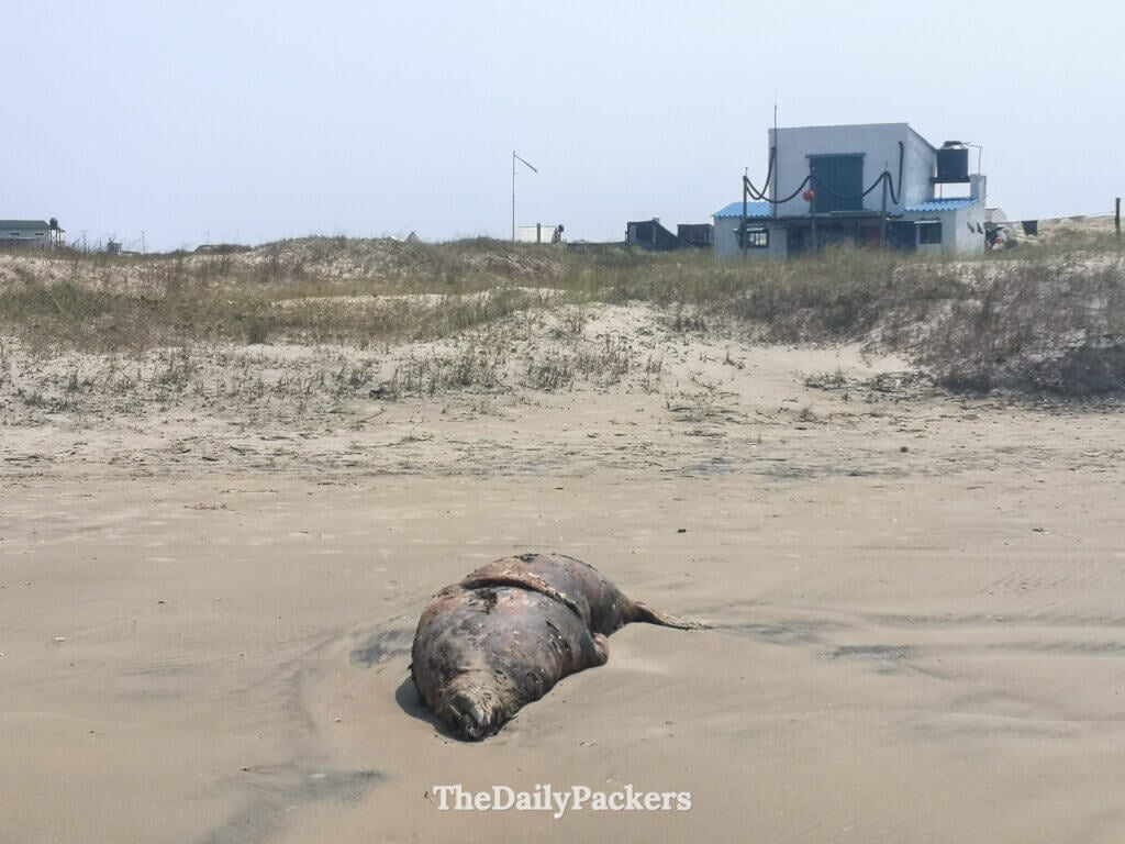 A sea lion washed ashore on the quiet beach of Cabo Polonio, surrounded by sand dunes.
