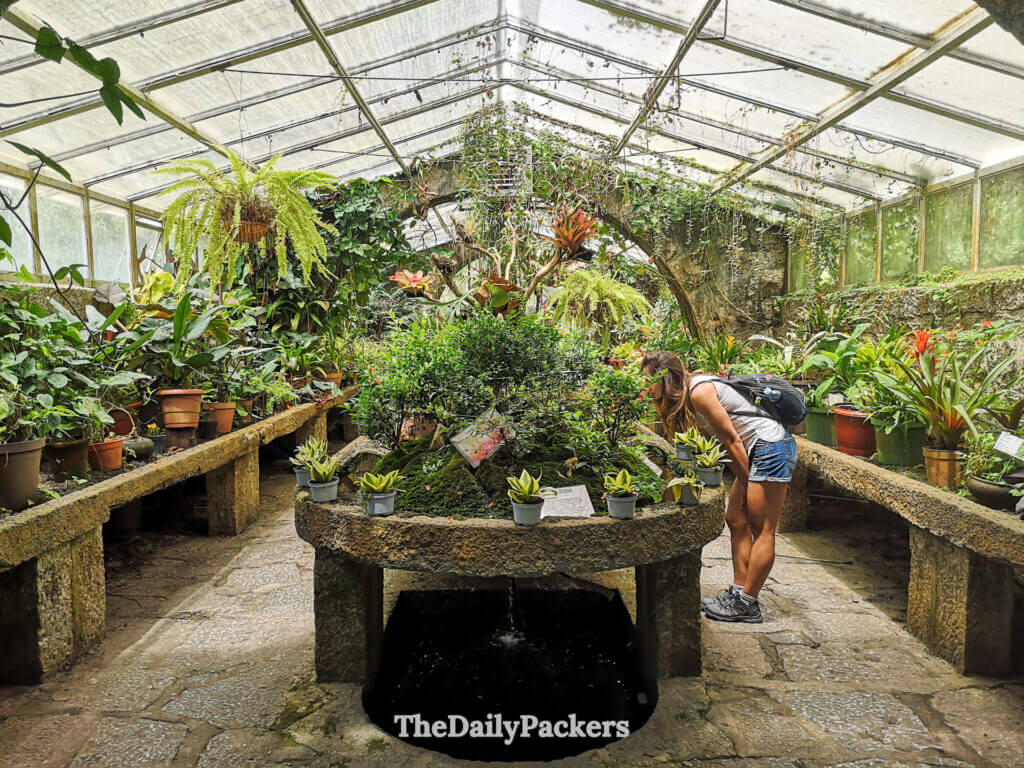 À l'intérieur de la serre du jardin botanique de Santa Teresa