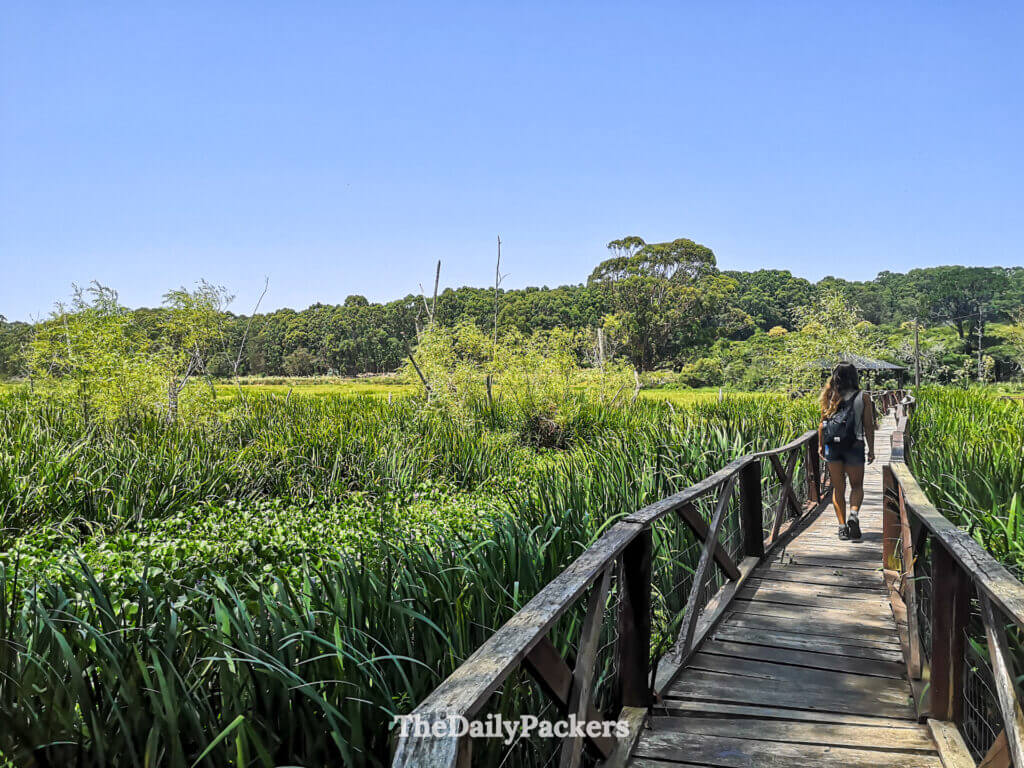 Wooden boardwalk crossing through dense greenery toward the Laguna de Peña wetland under a bright blue sky.