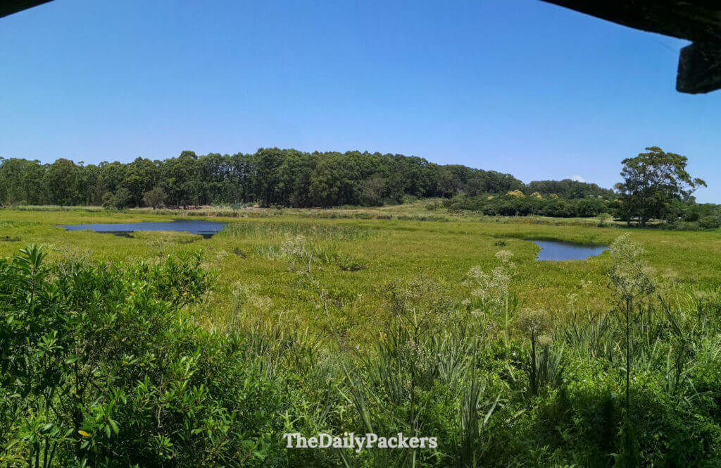 Panoramic view of the Laguna de Peña wetlands surrounded by trees and calm ponds under a sunny sky.