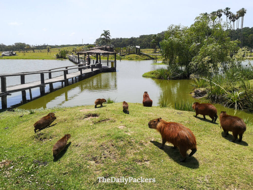 Groupe de capybaras se reposant au bord du lac au refuge La Pajarera à l'intérieur du parc national de Santa Teresa.